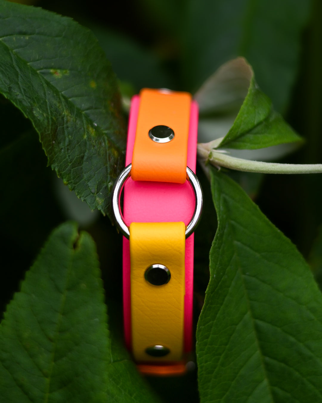 Tutti Frutti - Bookkeeper Explorer Collar