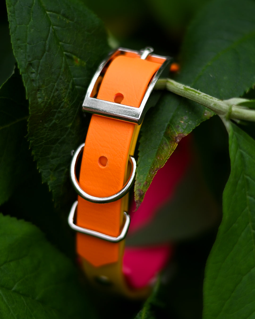 Tutti Frutti - Bookkeeper Explorer Collar
