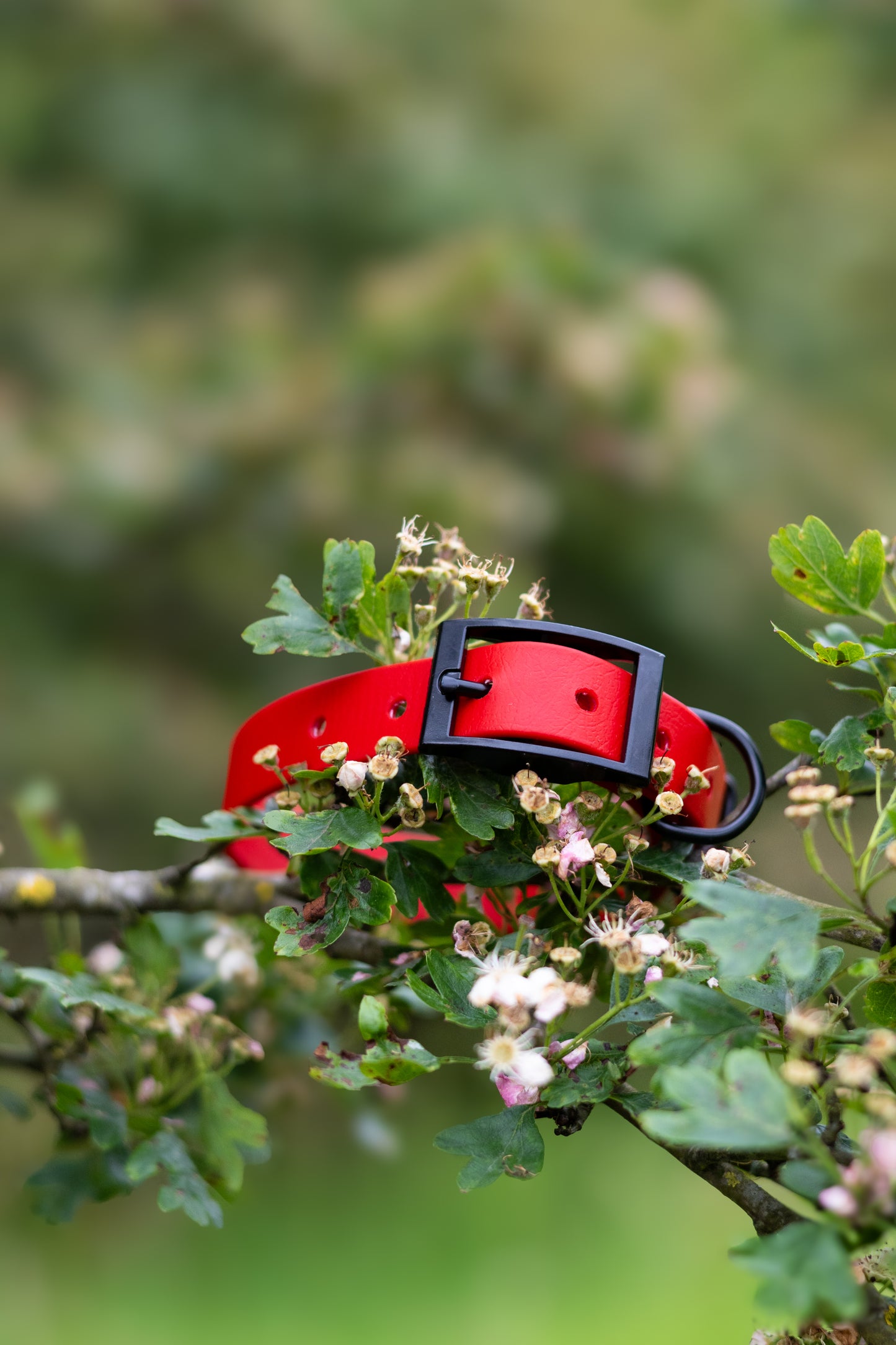 Cherry - Explorer Collar