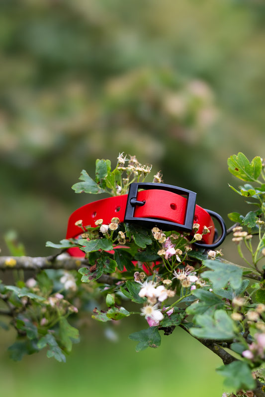 Cherry - Explorer Collar