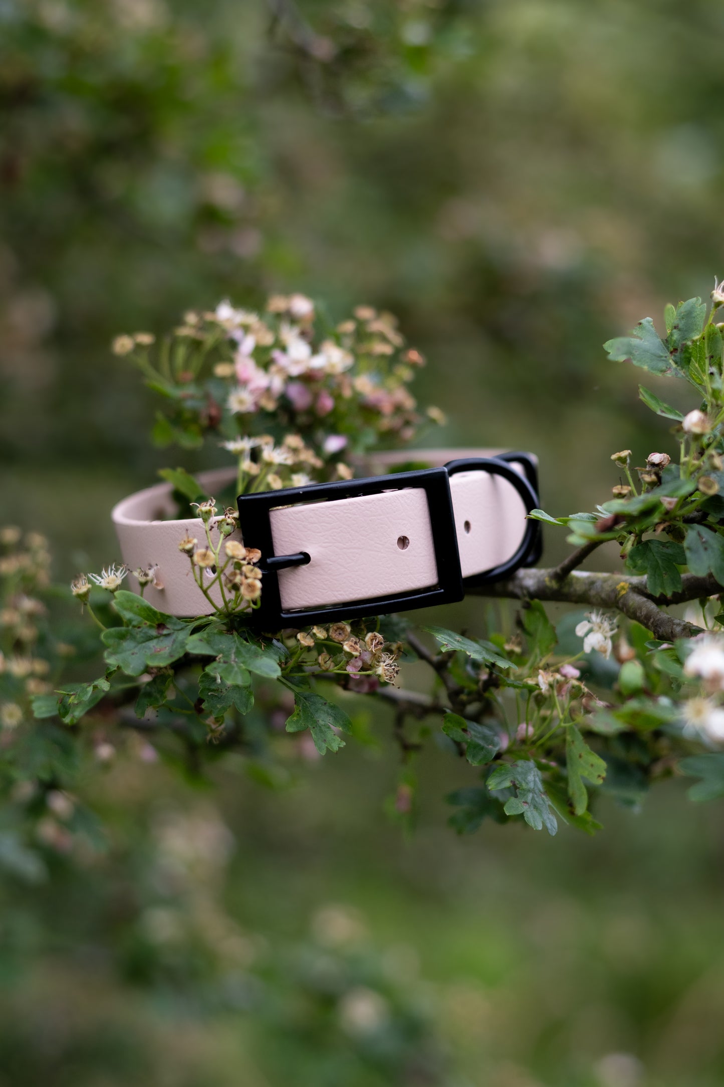 Champagne - Explorer Collar