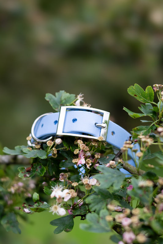 Polar Ice - Explorer Collar