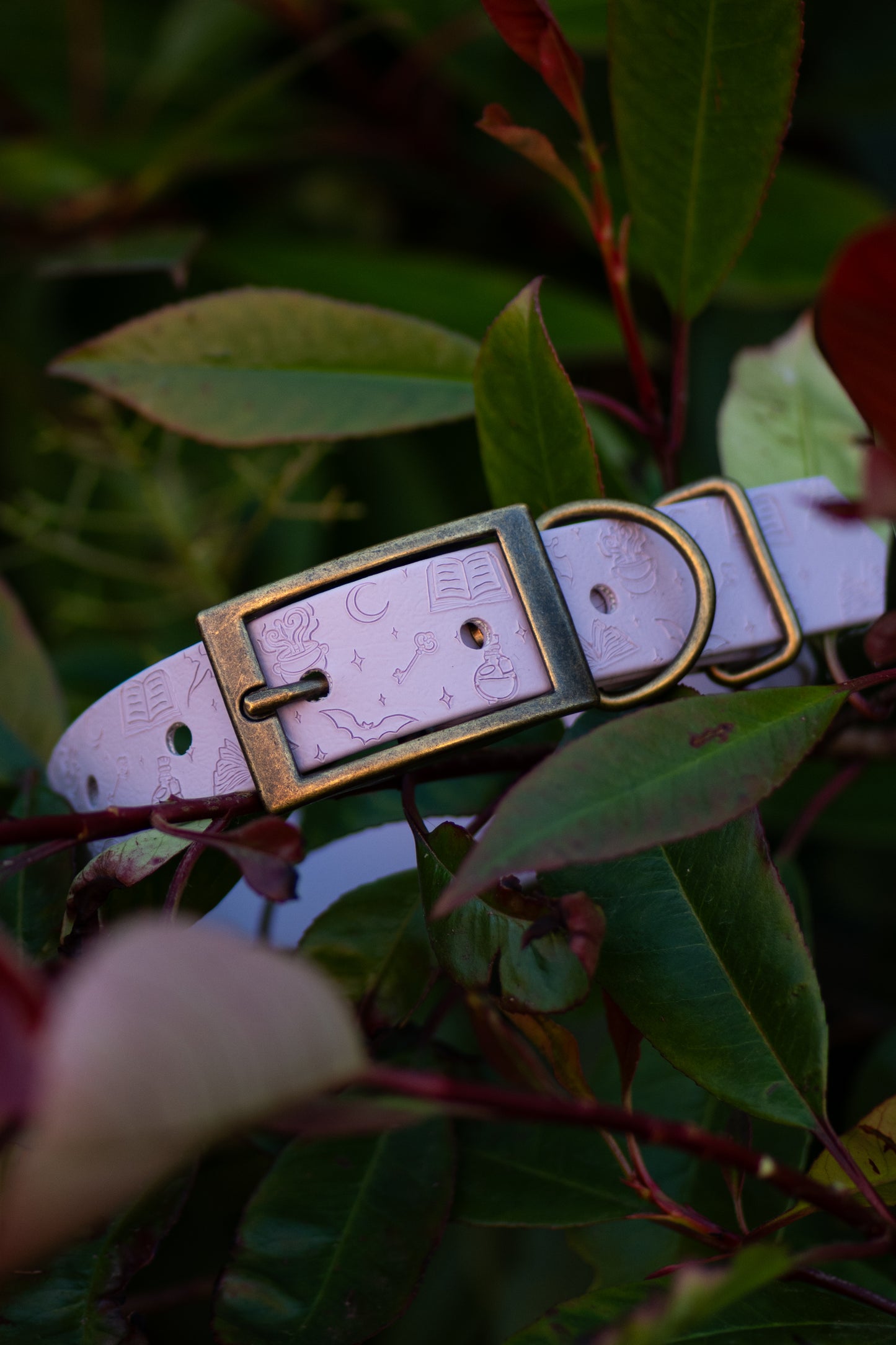 Bookish - Embossed Explorer Collar