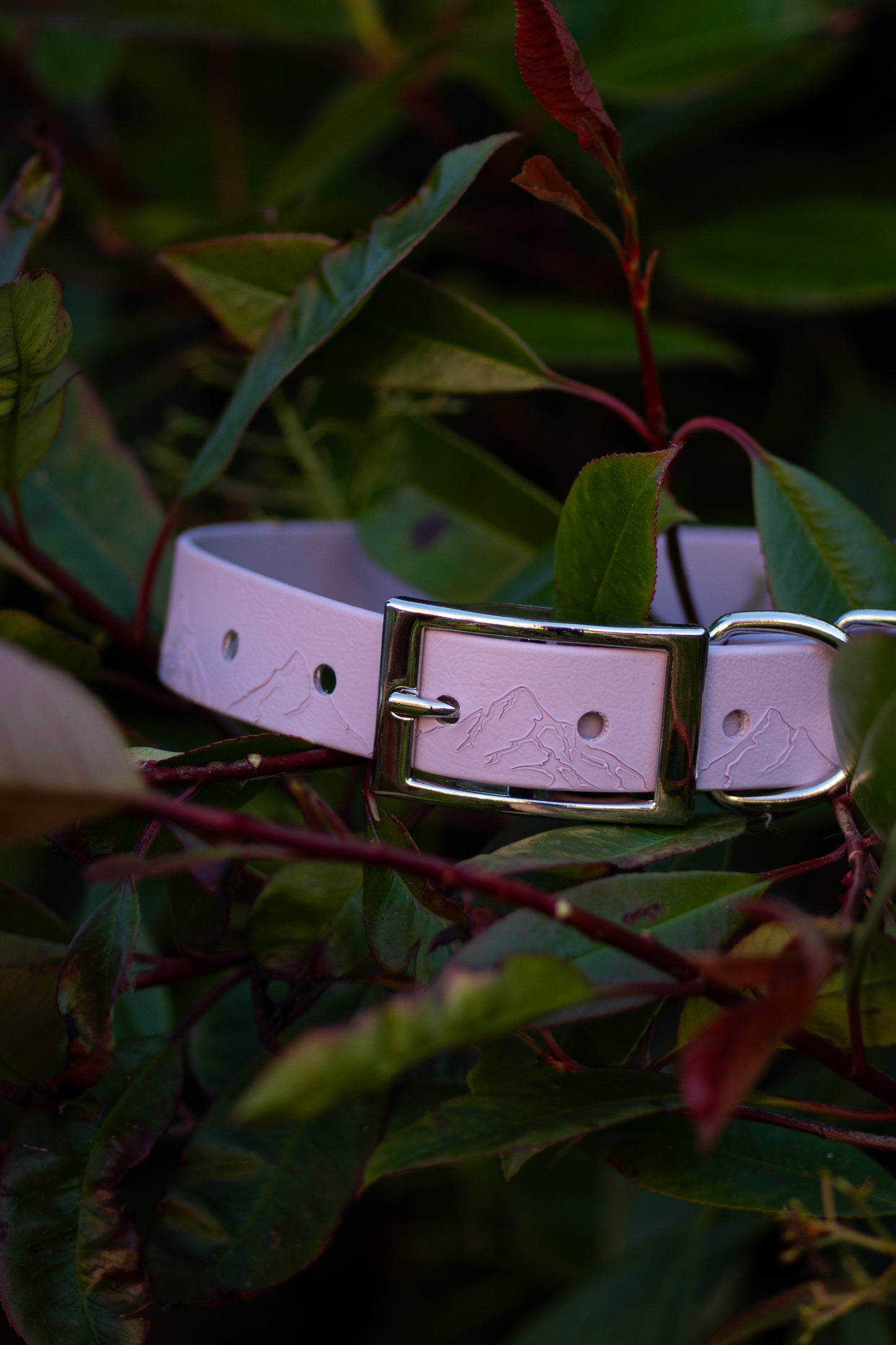 Down to Earth - Embossed Explorer Collar (Limited Edition)