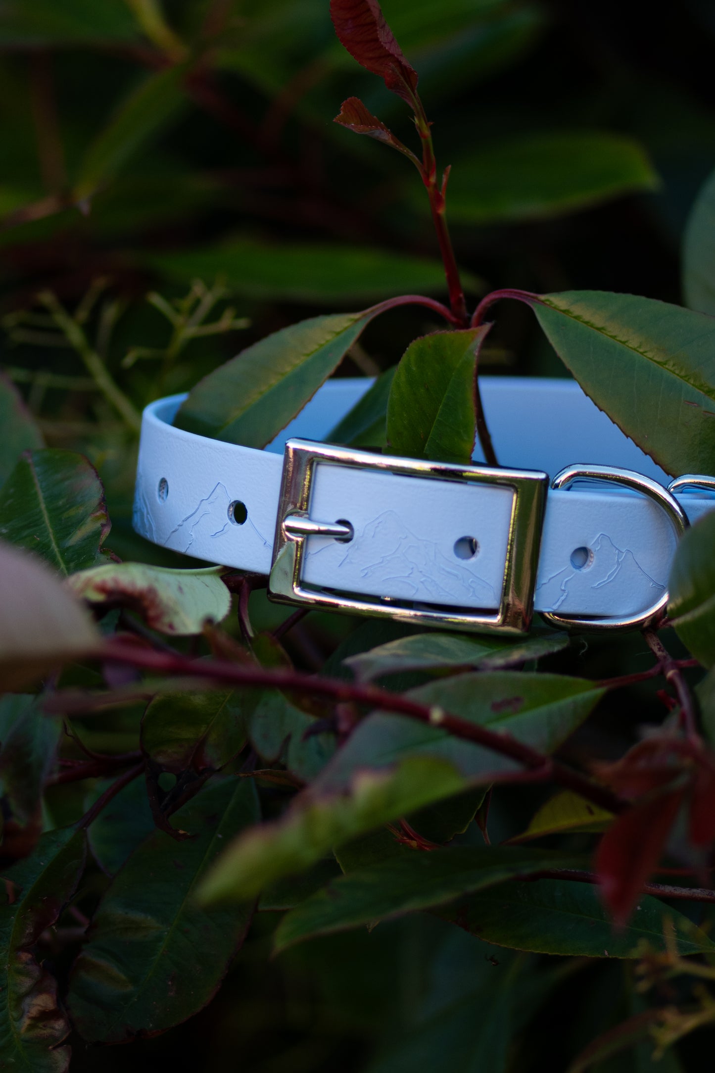 Down to Earth - Embossed Explorer Collar (Limited Edition)