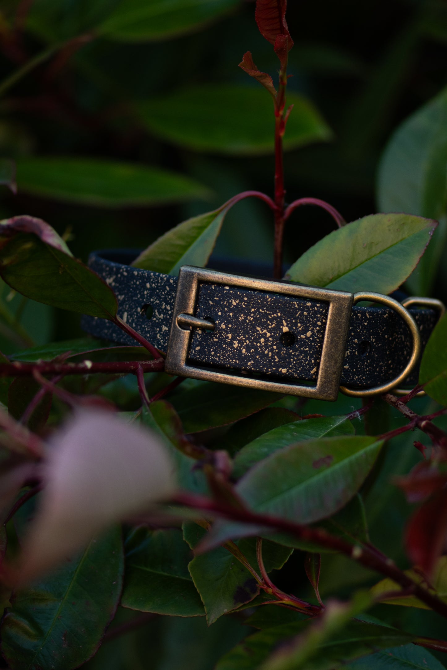 Starfall - SS Explorer Collar