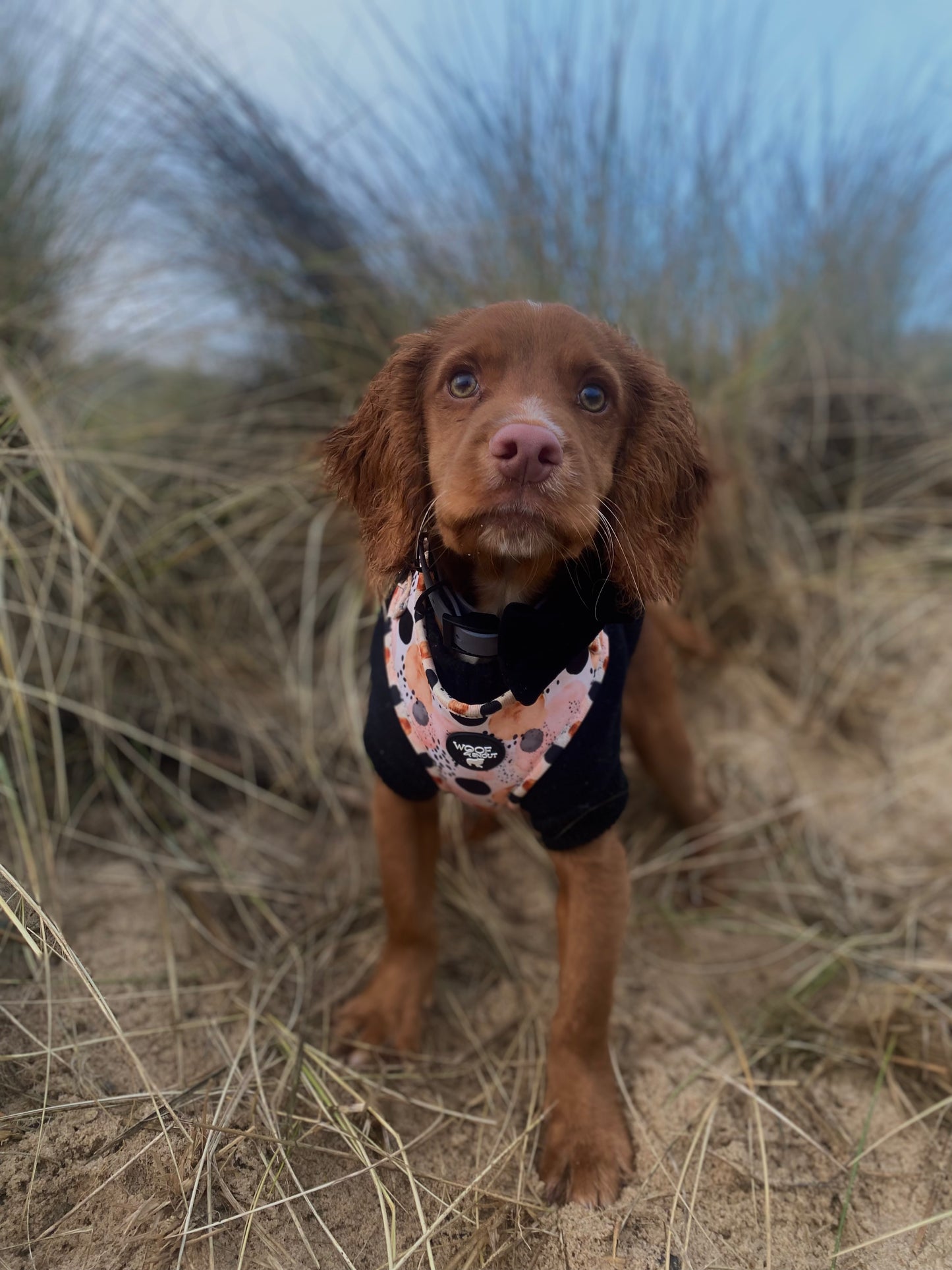 First Dawn Harness