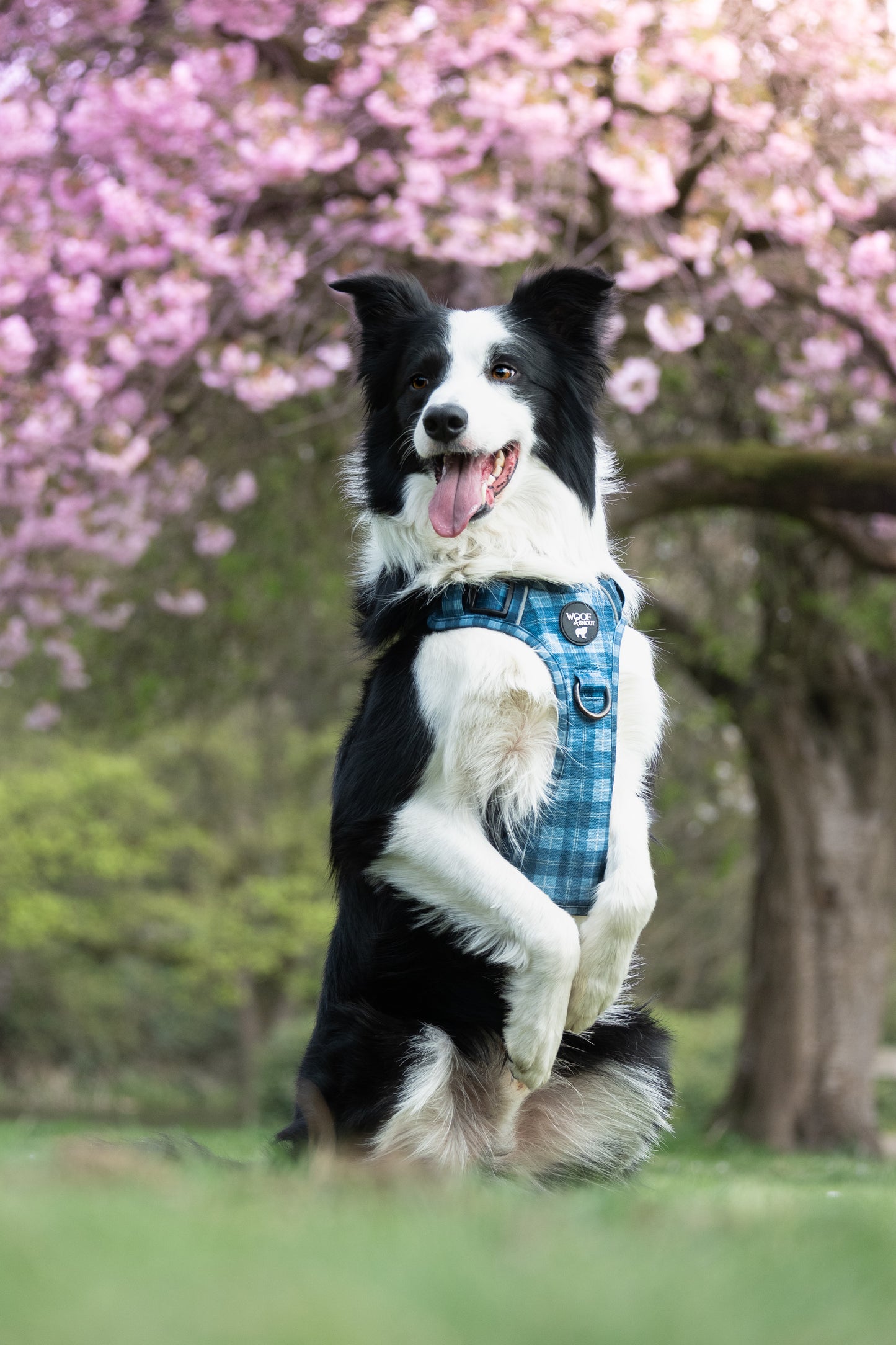 Mystery Explorer Dog Harness
