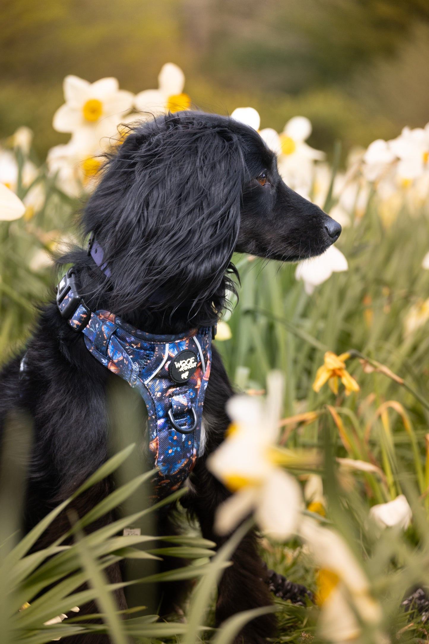 Twilight Faye Explorer-Lite Dog Harness