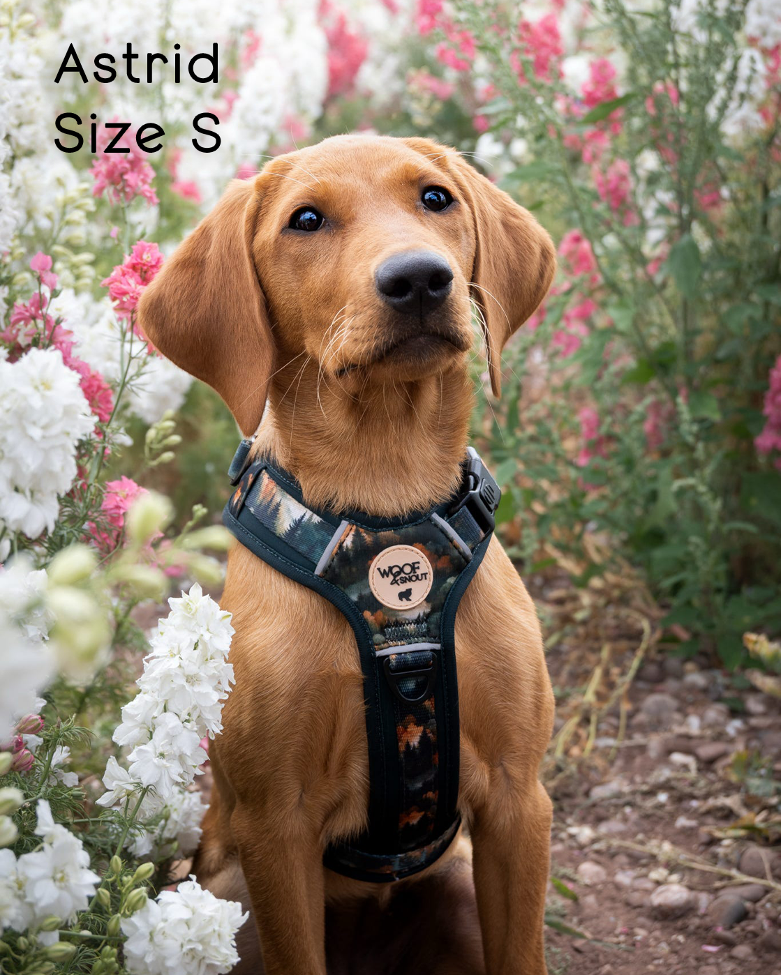 Ember Moors Explor-Air Dog Harness