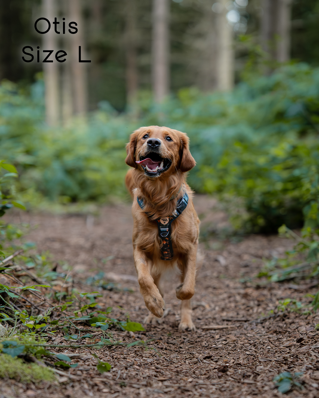 Ember Moors Explor-Air Dog Harness