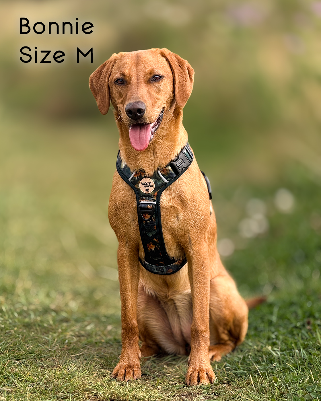Ember Moors Explor-Air Dog Harness