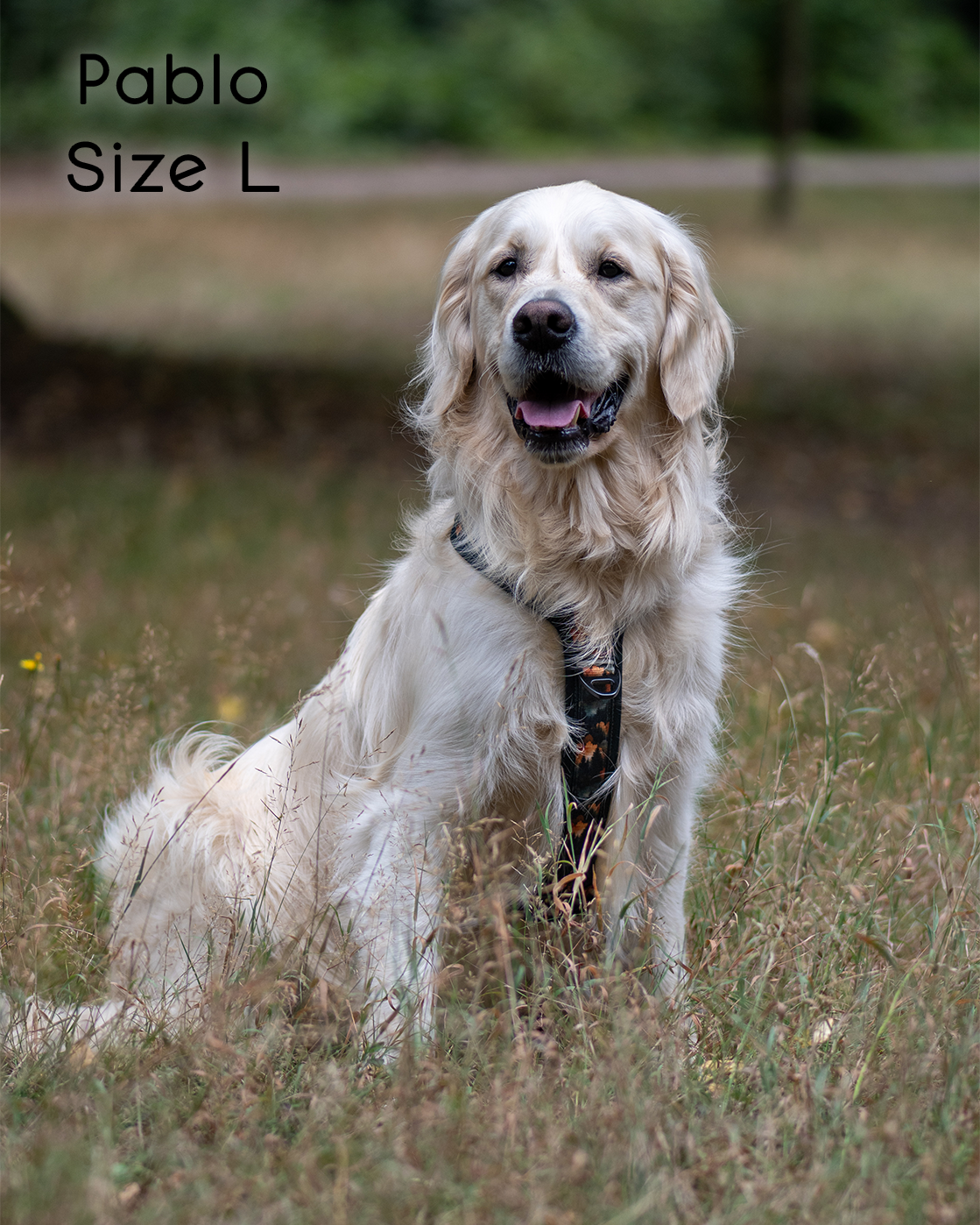 Ember Moors Explor-Air Dog Harness