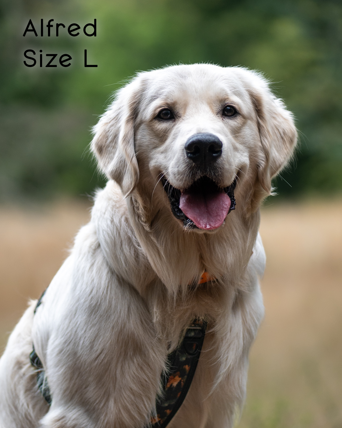Ember Moors Explor-Air Dog Harness