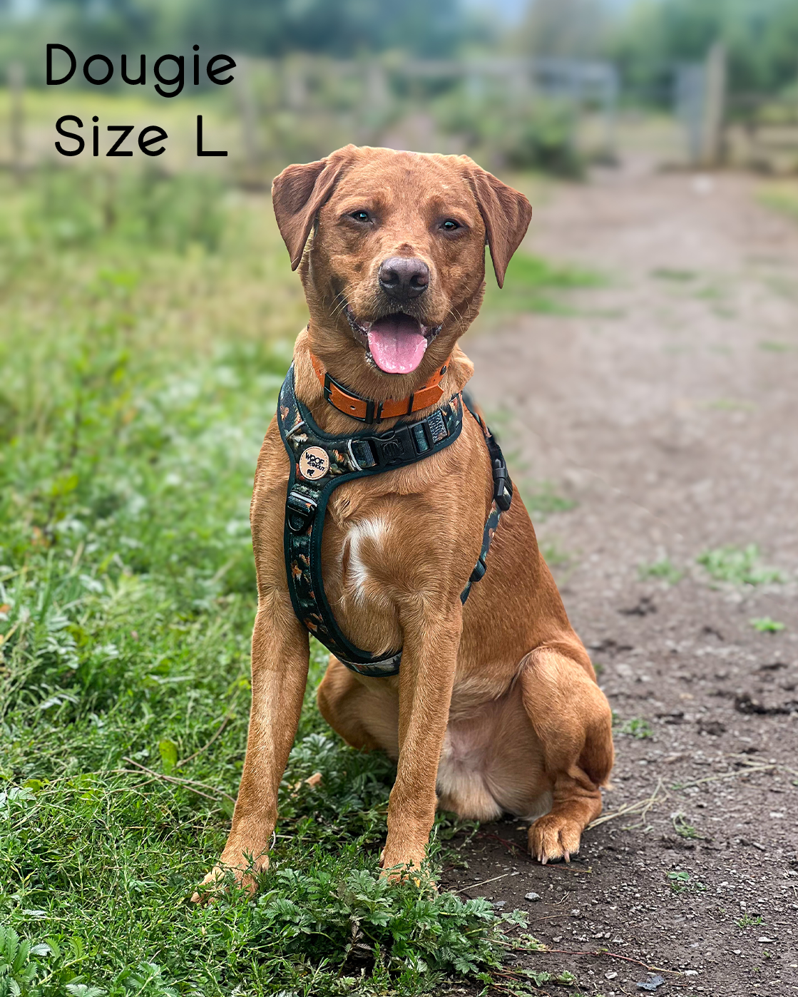 Ember Moors Explor-Air Dog Harness