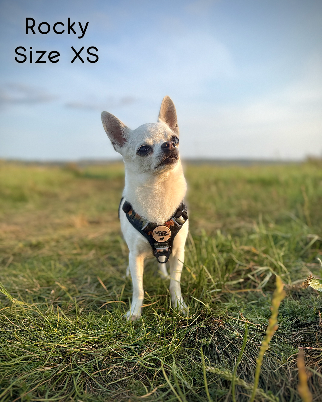Ember Moors Explor-Air Dog Harness