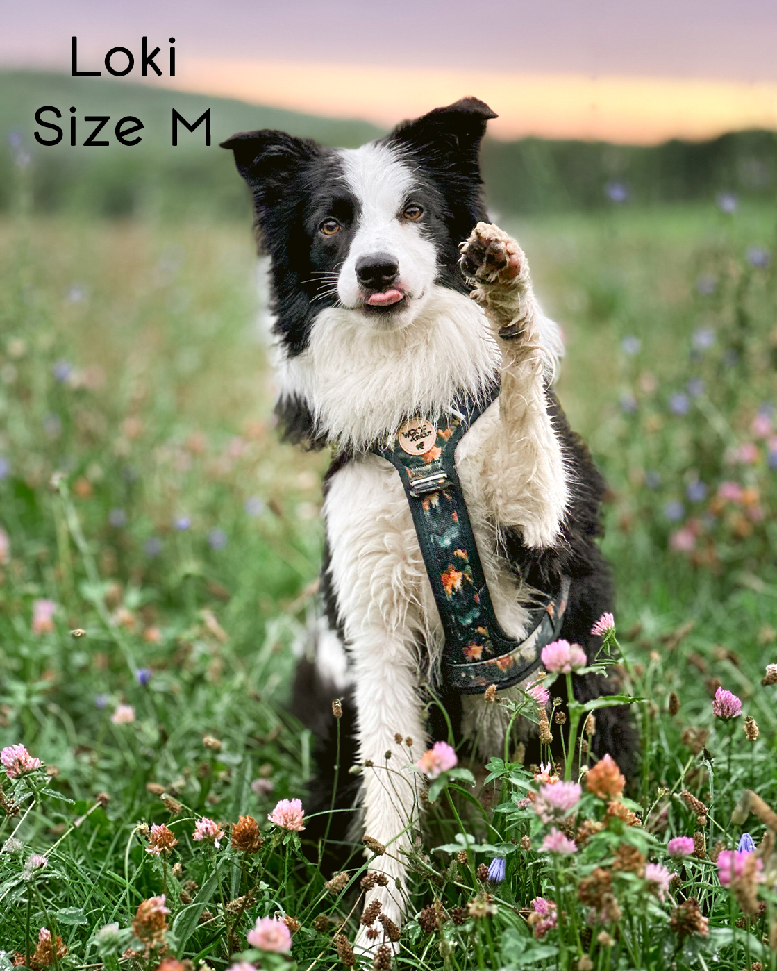 Ember Moors Explor-Air Dog Harness