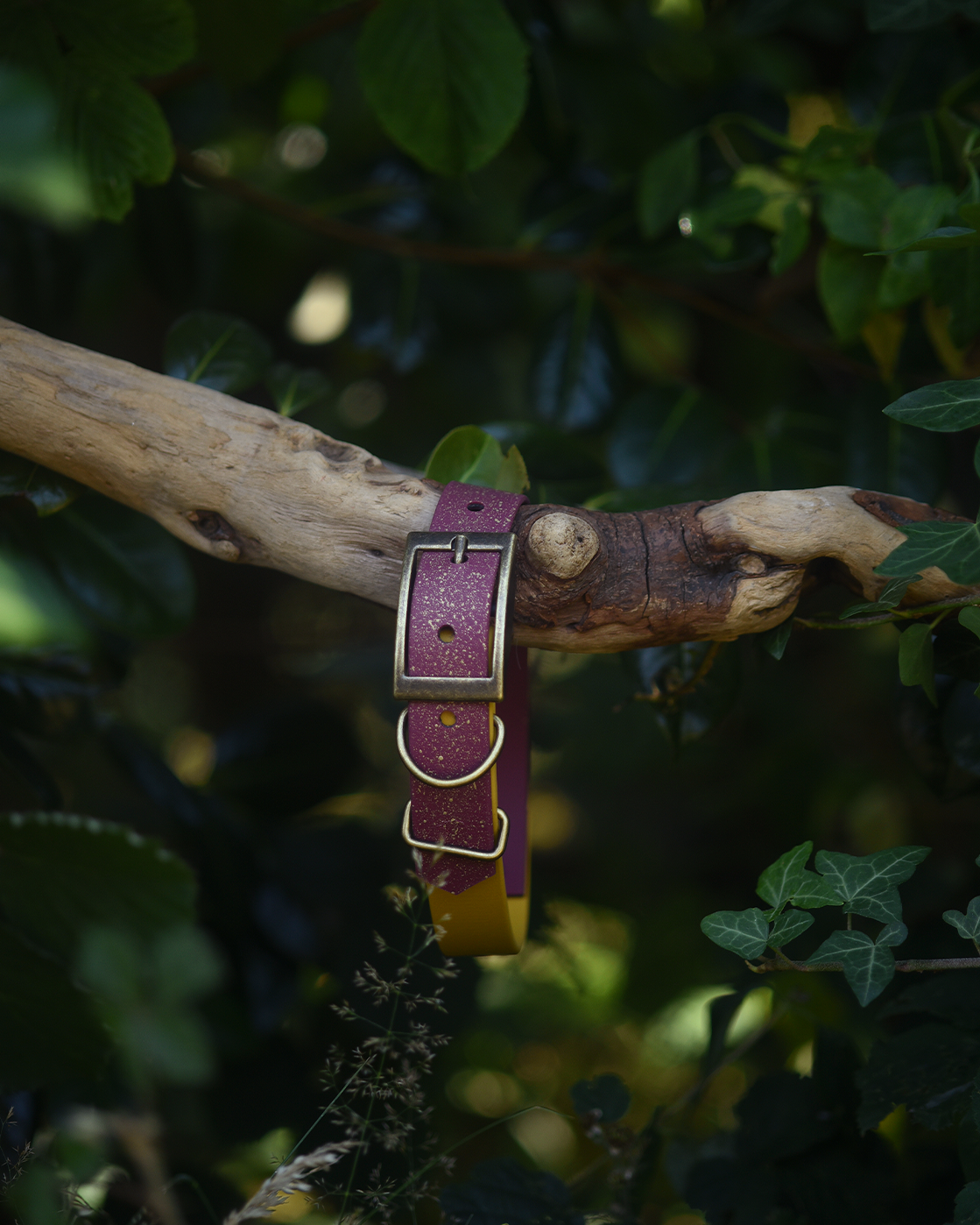 Mulberry Chronicles - S&Sp Dog Collar