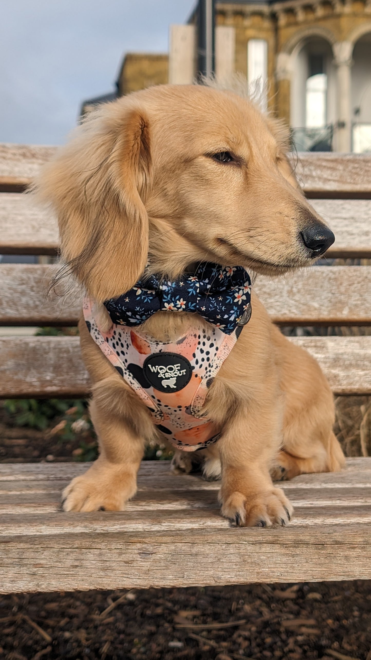First Dawn Harness