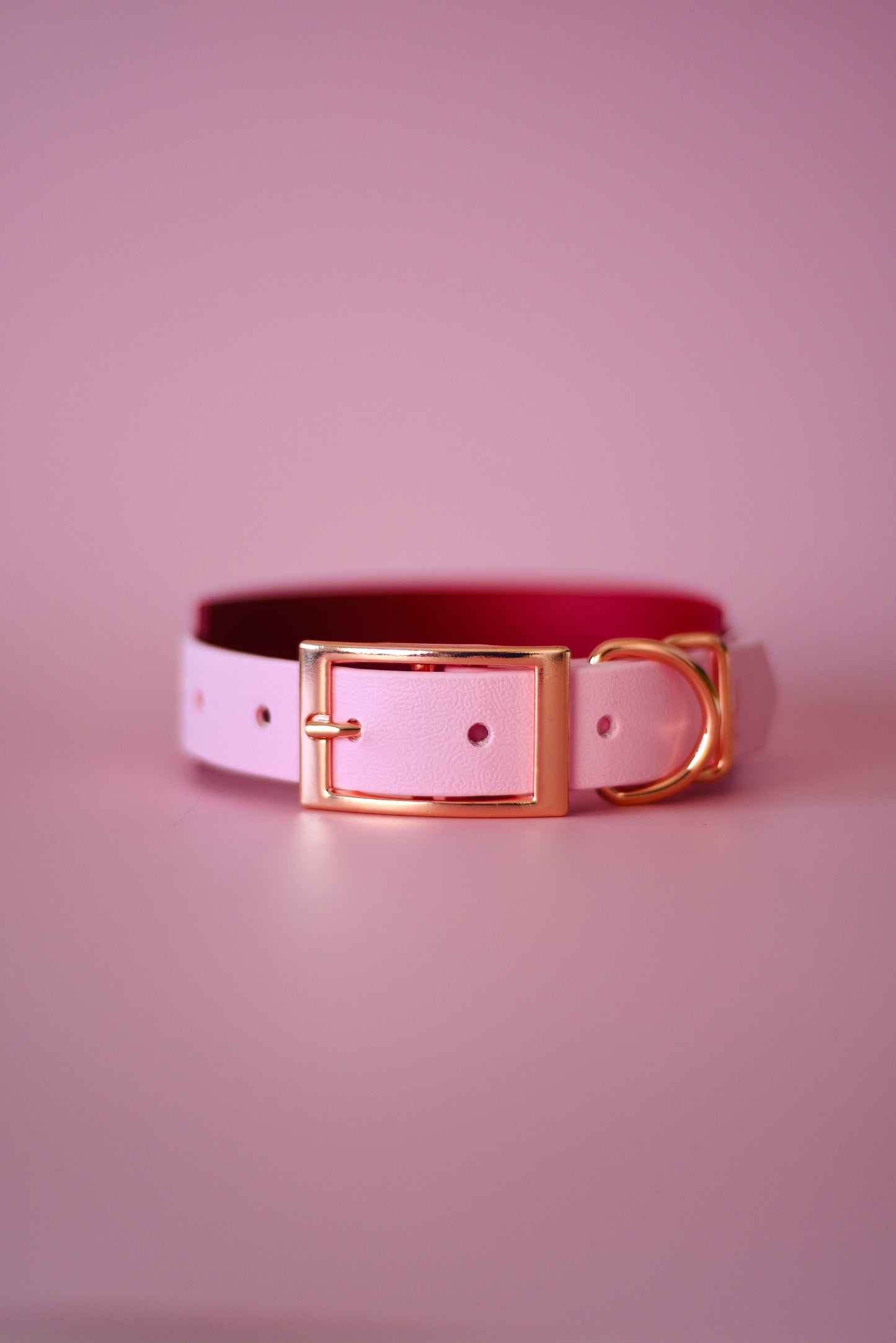 Pawsitively Yours Hound Explorer Collar
