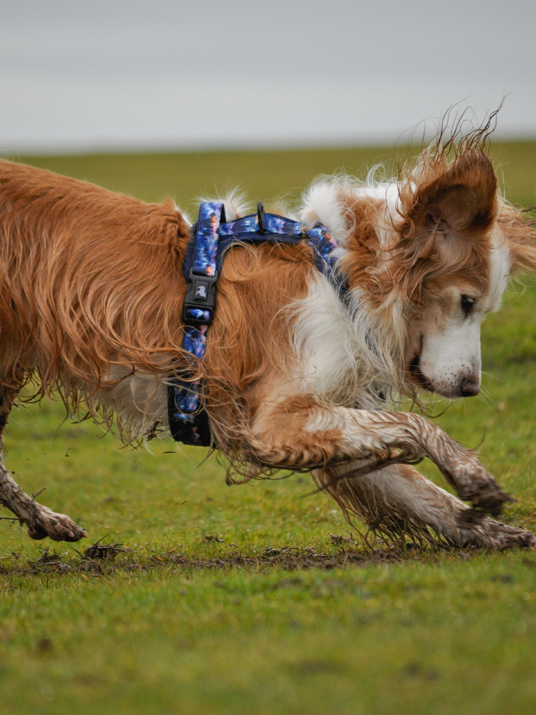 Nightfall Explor-Air Dog Harness