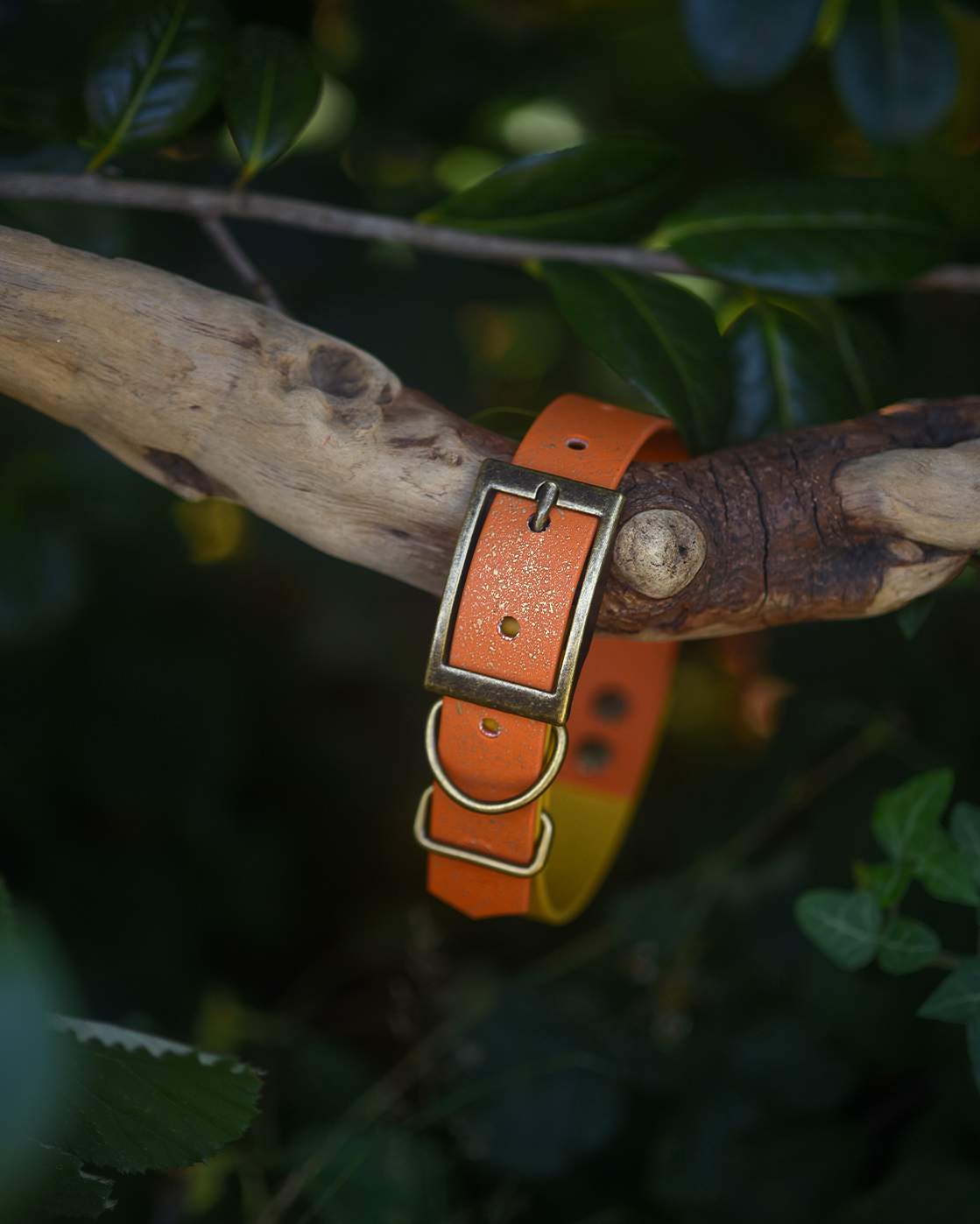 Topaz Tales - S&Sp Dog Collar