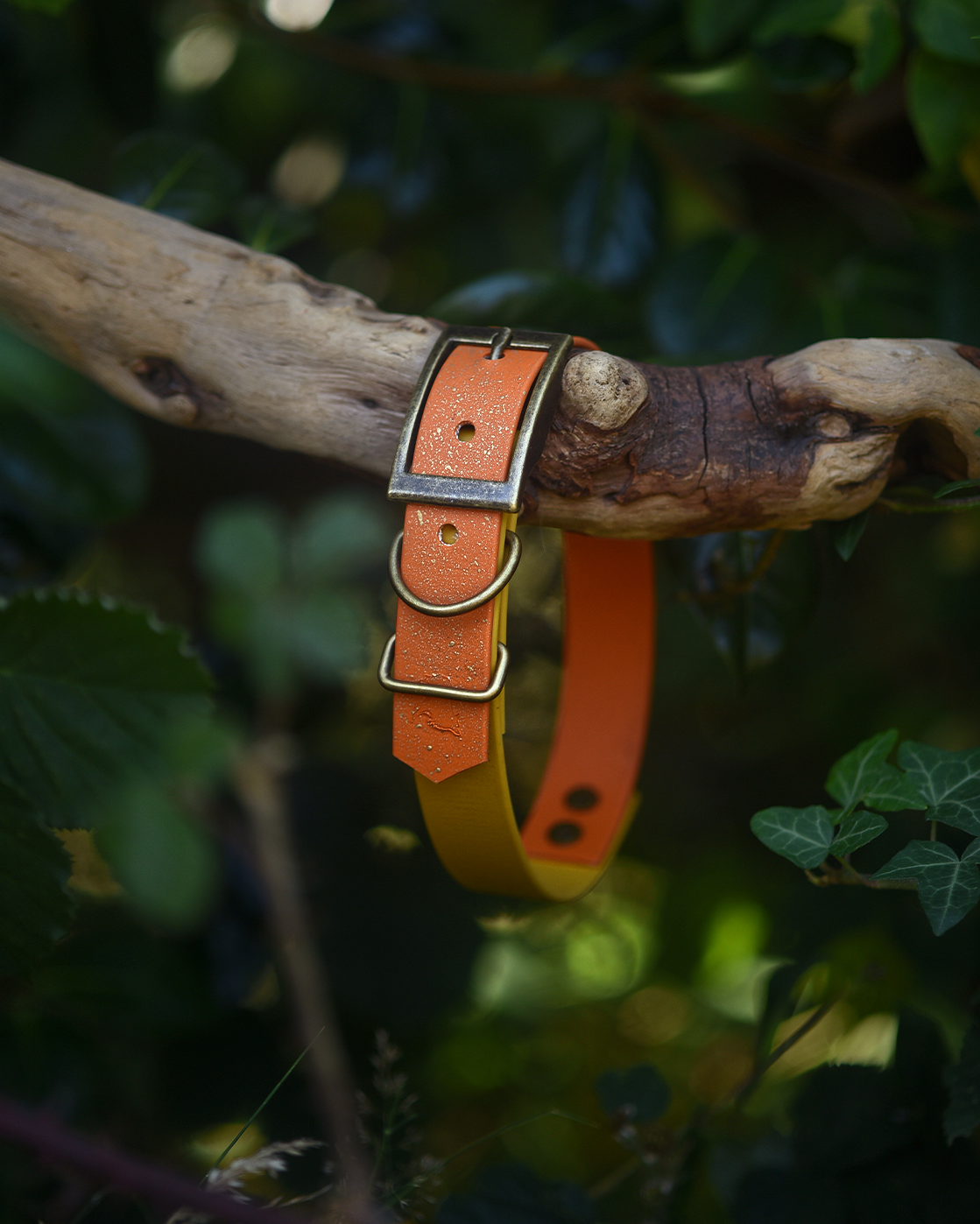 Topaz Tales - S&Sp Dog Collar