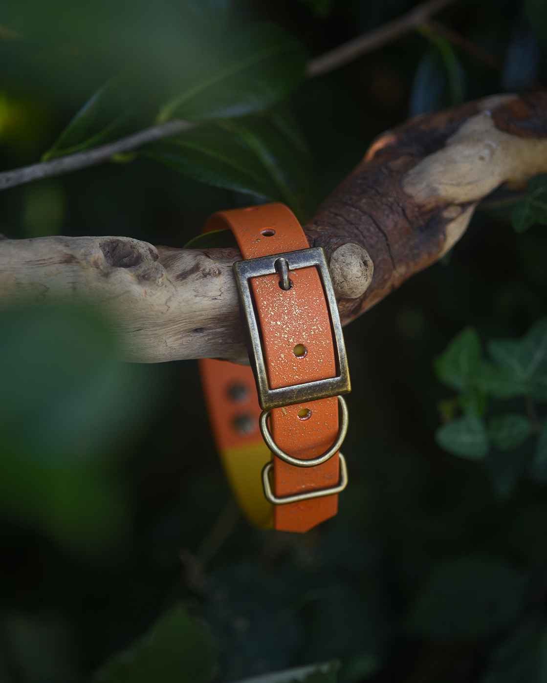 Topaz Tales - S&Sp Dog Collar