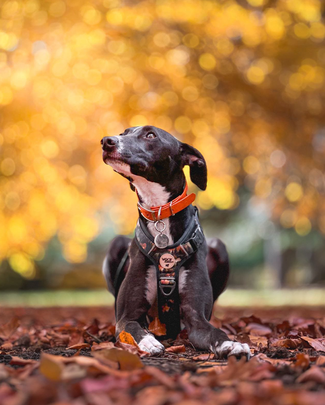 Woody the black lurcher wearing an Ember Moors Explor-Air harness and Foxes Glade hound collar, head tilted to the side while sitting outdoors at Clumber Park. Photo by Bex