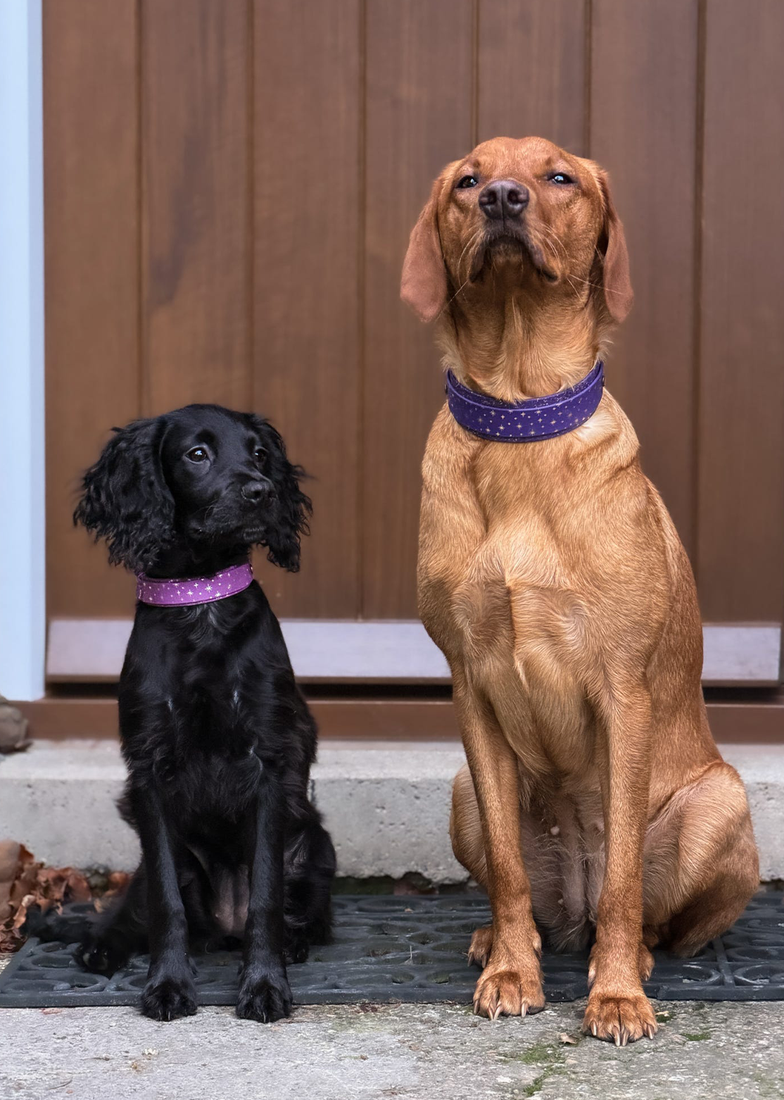 Starlight (Violets) - Embossed Hound Collar