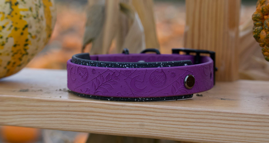 Close-up of the Woof & Snout Spellbound Hound Collar in Fig and Eclipse with white speckled stars displayed on wooden shelving among pumpkins