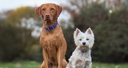 Fox red Labrador and white Westie sitting side by side in a field wearing Wisteria dog collars, woodland background behind them.