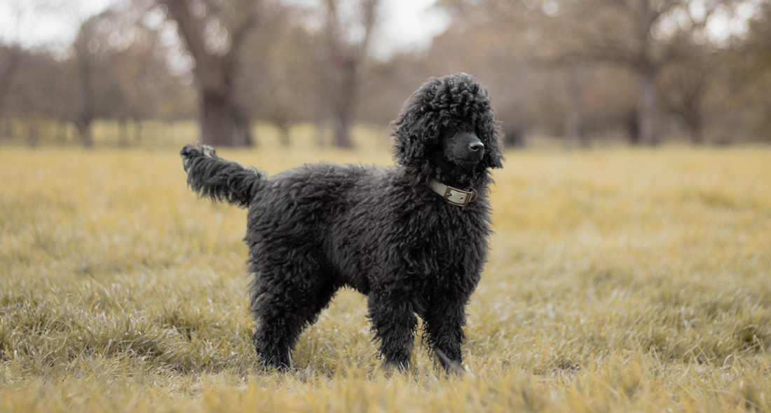 Guinness the miniature poodle wearing a Bracken moss and gold collar.