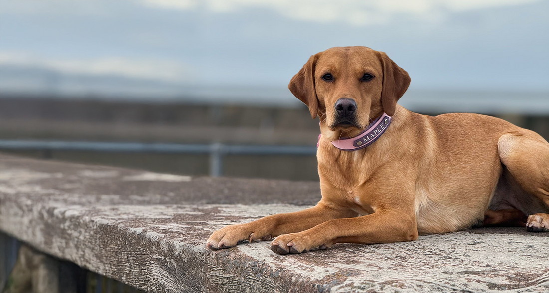 Maple the fox red labrador wearing a custom name embossed biothane hound collar in pixie with a mauve name plate