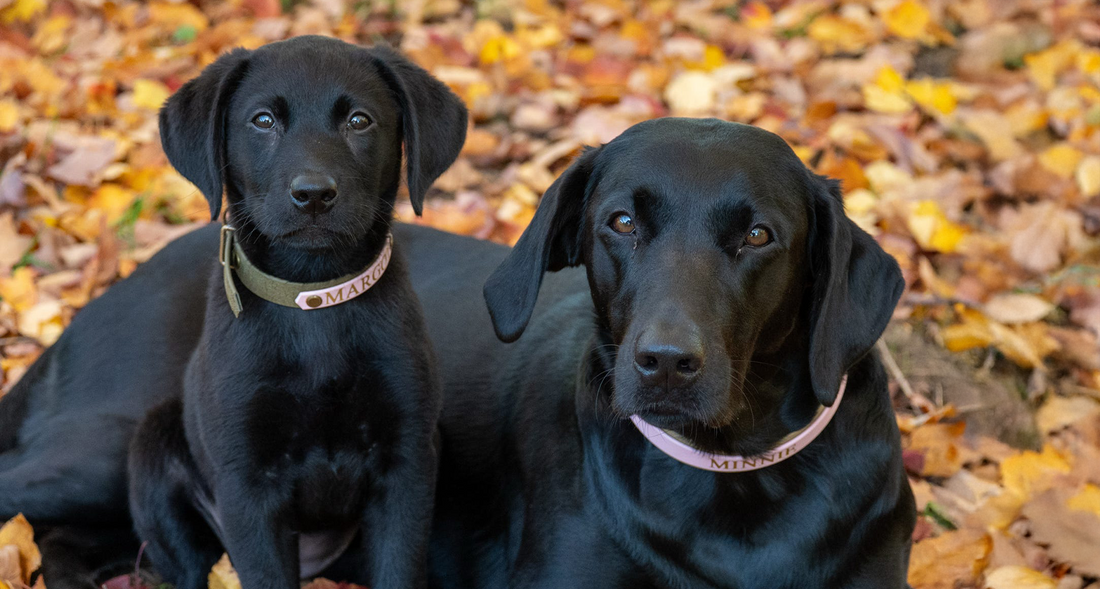 Two black Labrador retrievers sitting together on an autumn woodland floor covered in fallen leaves, wearing personalised Woof & Snout dog collars in soft neutral tones