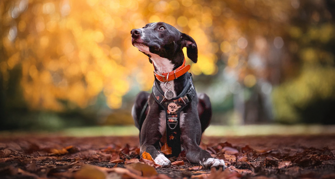 Woody the black lurcher wearing an Ember Moors Explor-Air harness and Foxes Glade hound collar, head tilted to the side while sitting outdoors at Clumber Park. Photo by Bex.