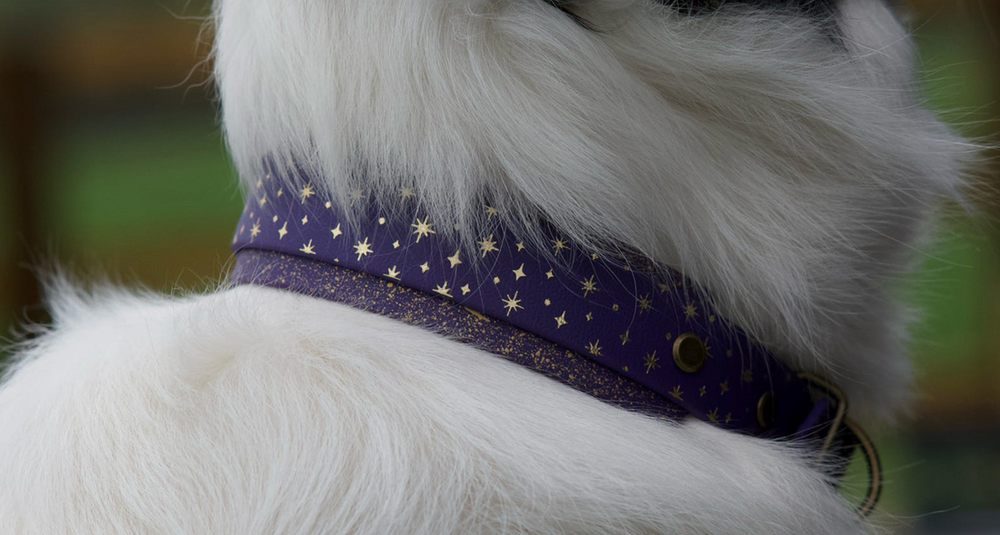 Close-up of a black and white border collie wearing a Violets Starlight hound collar with pale gold foil stars, hand-painted gold speckles and antique gold hardware.