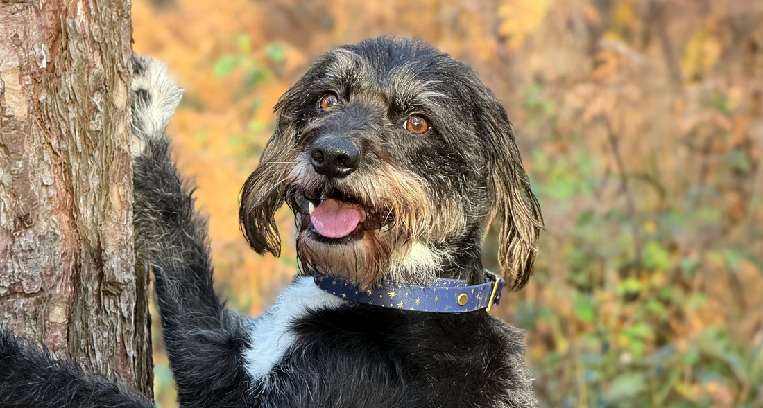 Black and white miniature bordoodle wearing a cosmos Starlight foil-embossed hound collar with antique hardware, standing against a tree in an autumn woodland setting