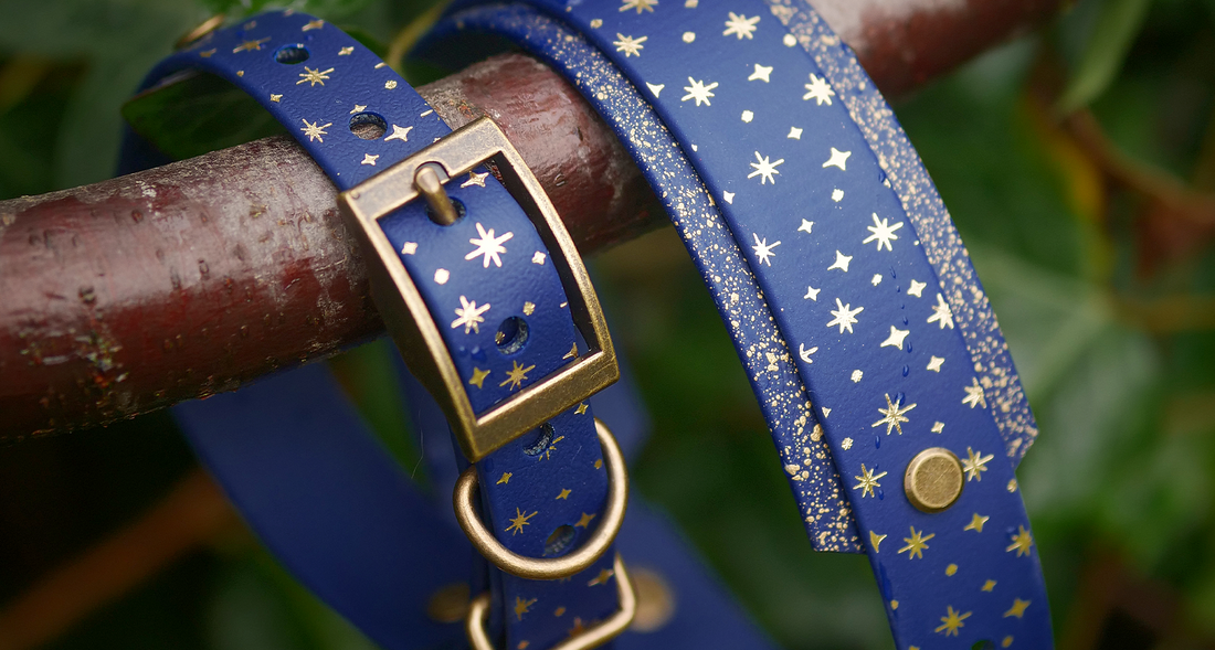 Blue Biothane Starlight Cosmos hound dog collar with gold star detailing and antique gold hardware displayed on a branch