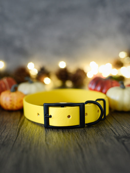 Sunshine - Explorer Collar