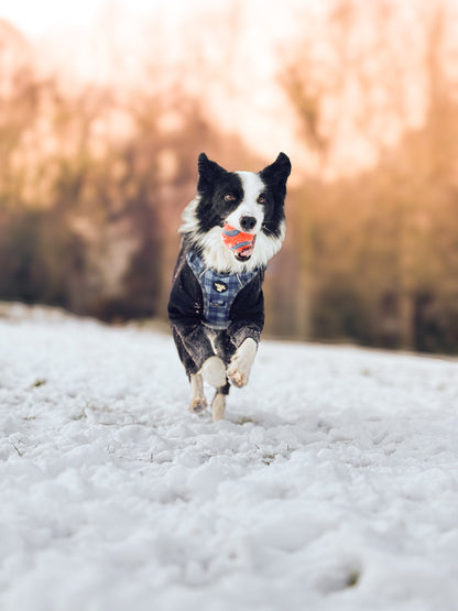 Windermere Explorer Dog Harness