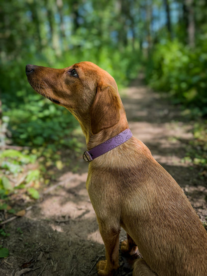 Lucky Dip Specialised Collar