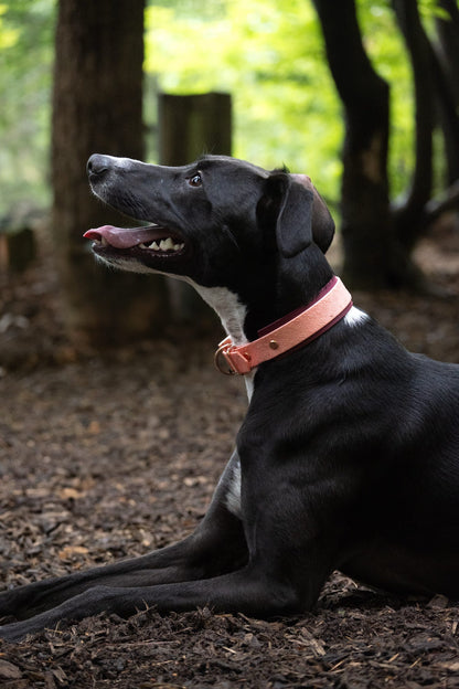 Lucky Dip Specialised Collar