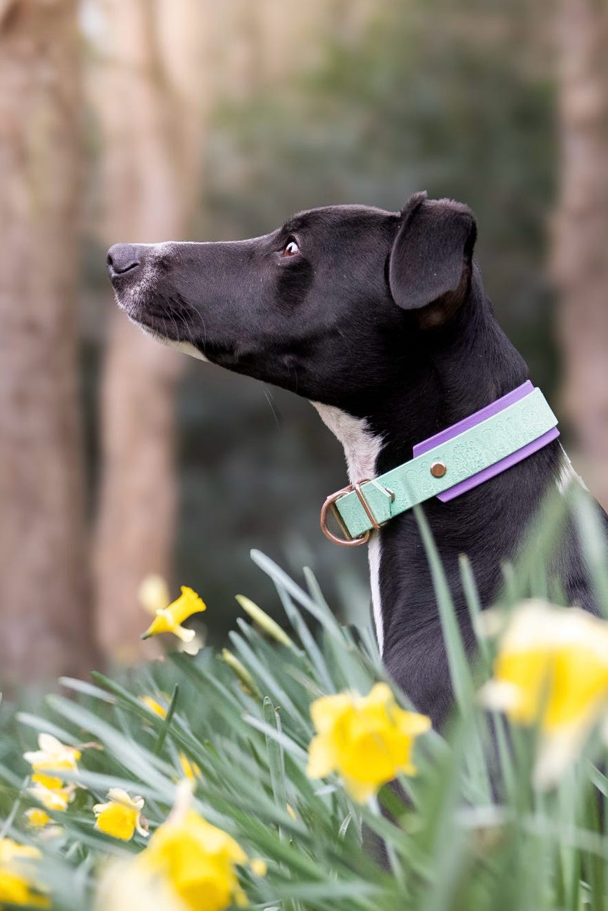 Lucky Dip Specialised Collar