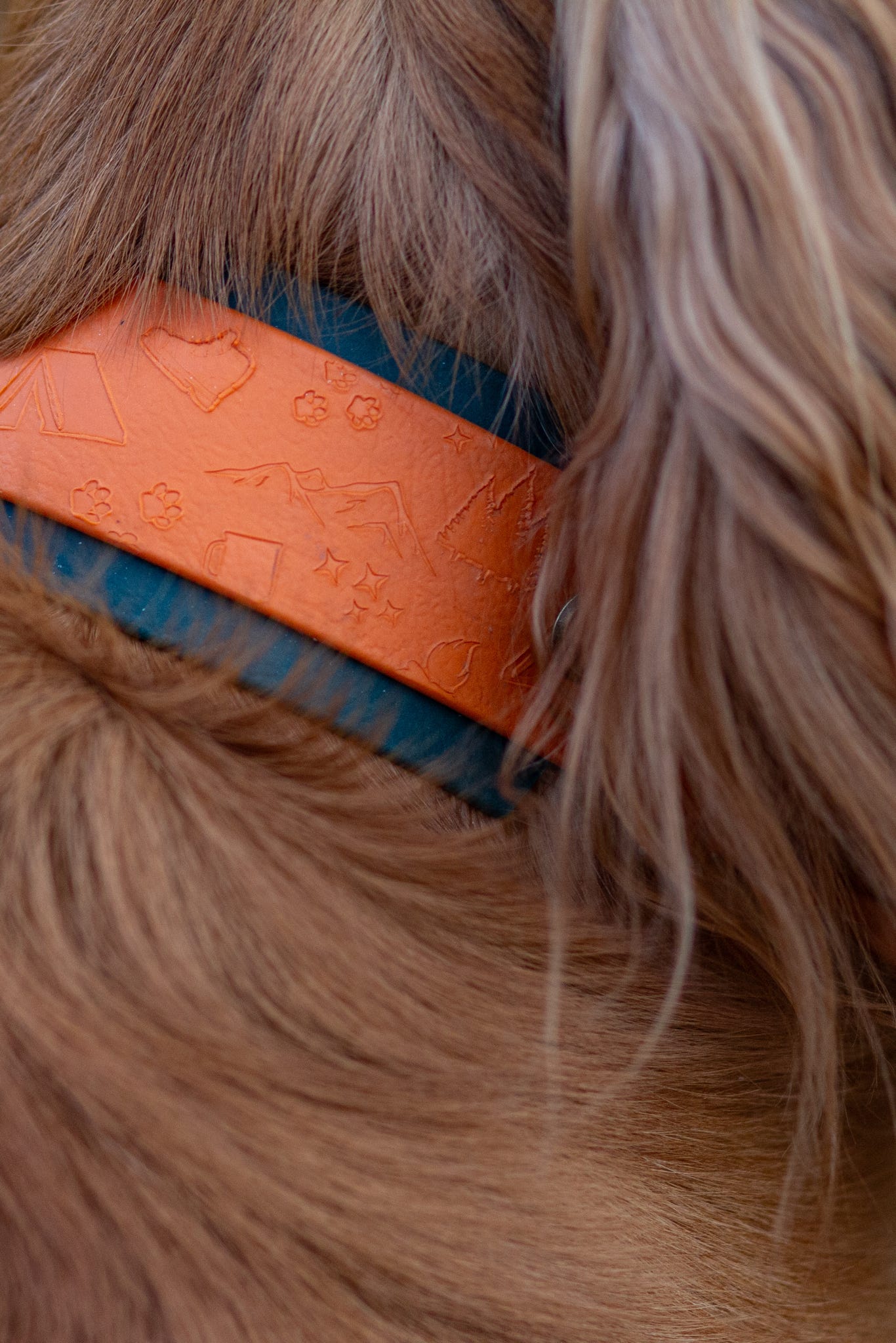 Lucky Dip Specialised Collar