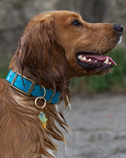 Lucky Dip Specialised Collar