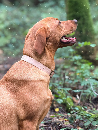 Christmas Cookie - Embossed Explorer Collar