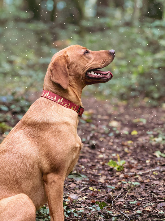 Fawn Hollow - Starlit Embossed Explorer Collar
