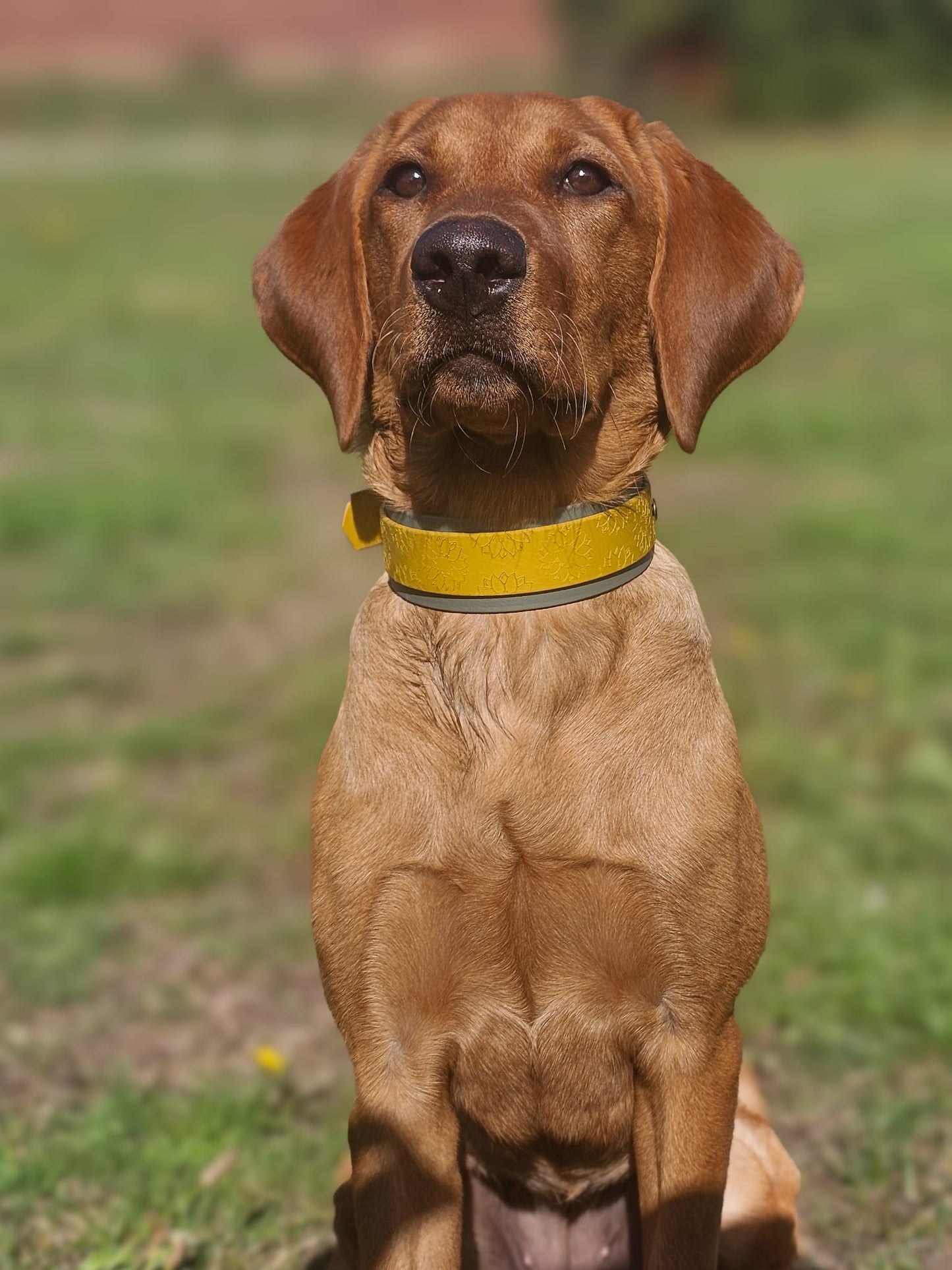 Lucky Dip Specialised Collar