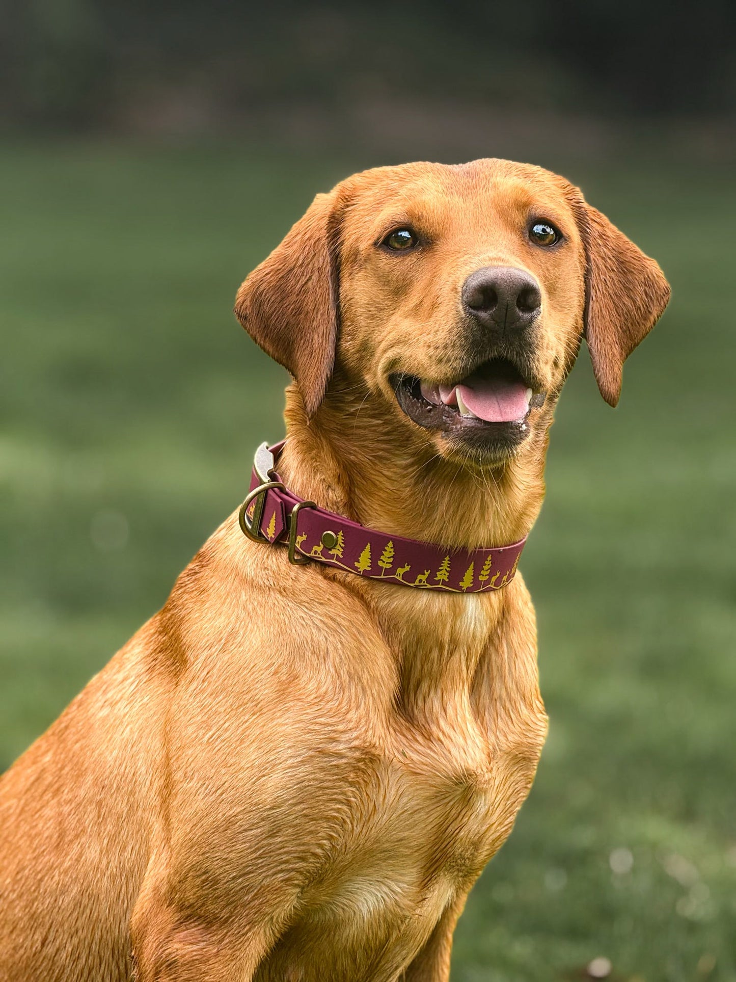 Fawn Hollow - Foil Embossed Explorer Collar